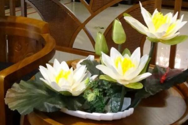 荷花的養殖方法和注意事項，4步教你養好荷花