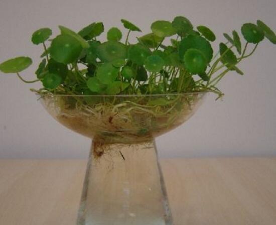 銅錢草可以放魚缸里嗎，銅錢草水培方法