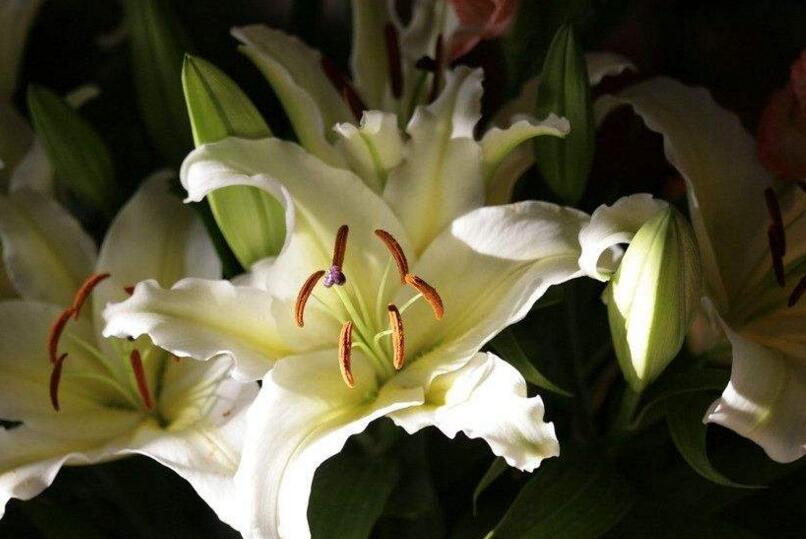 百合花寓意，不同的國(guó)家有著不同的寓意