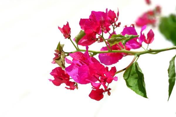 如何讓三角梅開花，三角梅催花技巧