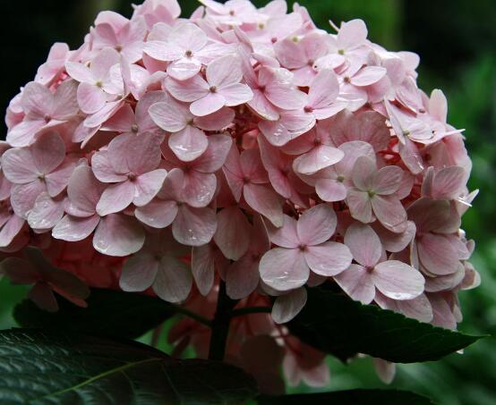 繡球花可以噴水嗎，可以/促進(jìn)枝葉生長(zhǎng)、花開茂盛