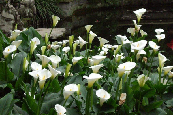 馬蹄蓮開花后怎么處理,花后1~2周進(jìn)行修剪