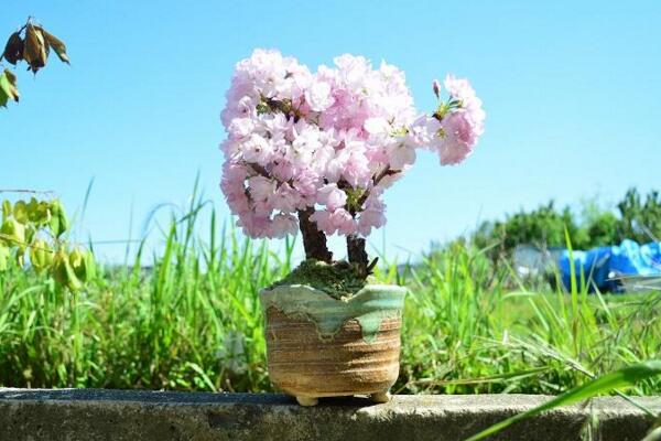 櫻花樹剛種上需要澆水嗎，根據(jù)土壤的干濕度判斷是否澆水