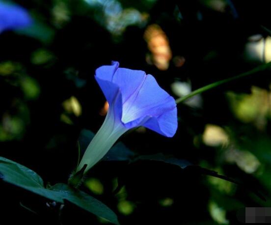 牽牛花什么季節開花，每年的夏秋開花(6-10月)