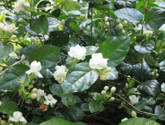 茉莉花掉葉子怎么辦，四種原因以及解決辦法