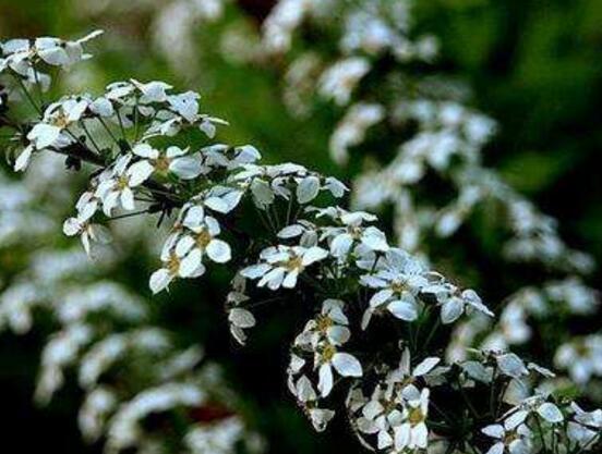 六月雪花期，六月雪花期持續(xù)達(dá)60天(5-7月份)