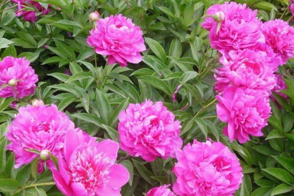 芍藥花怎么養(yǎng)，充足的光照以及合理的肥水