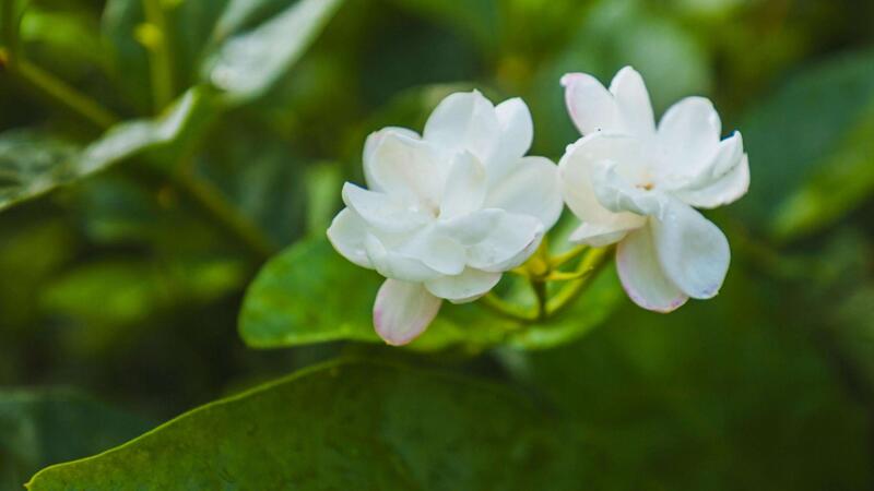 茉莉的養(yǎng)殖方法和注意事項(xiàng)