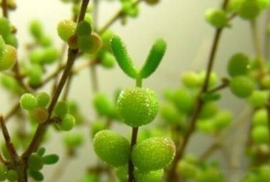 碧光環種植方法，擇健康種子、保水保肥土壤/淺盆為主