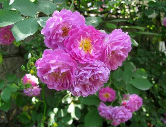 薔薇花冬天掉葉子是怎么回事，冬天掉葉子解決辦法