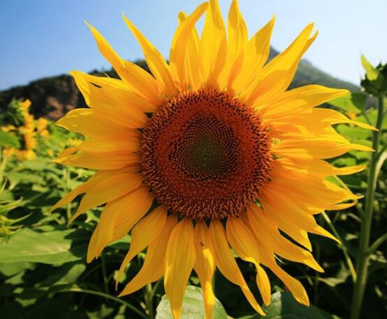 向日葵的花語和寓意，代表著沉默的愛、我的心永遠(yuǎn)追隨你