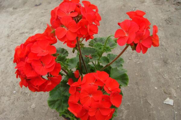 天竺葵不開(kāi)花怎么辦，分析原因及時(shí)處理