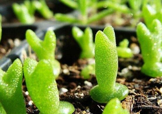 碧光環的用土方法，四份營養土六份蛭石一份珍珠巖混合配制