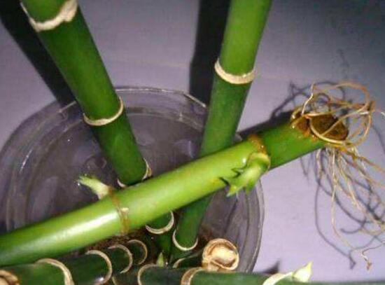 富貴竹長高了怎么修剪，水養(yǎng)富貴竹修剪圖解