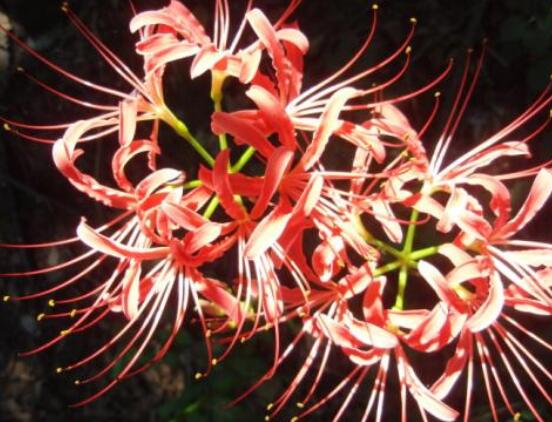 彼岸花的傳說(shuō)與花語(yǔ)，代表著優(yōu)美的純潔、相互思念