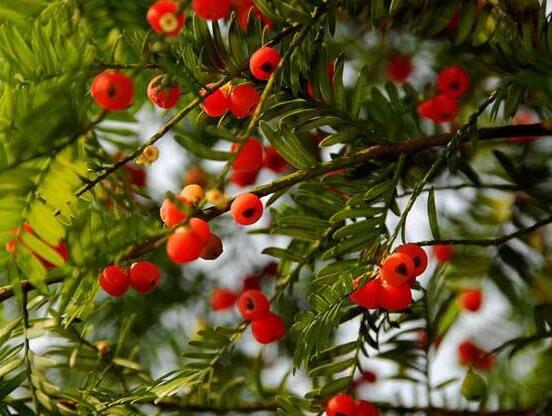 紅豆杉扦插繁殖方法，做好這五大方法便可生根發(fā)芽