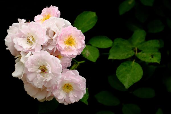 薔薇不開花怎么辦，加強光照并補充養(yǎng)分