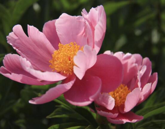 芍藥花如何養(yǎng)護，教你最重要五個養(yǎng)殖技巧(花枝艷麗)