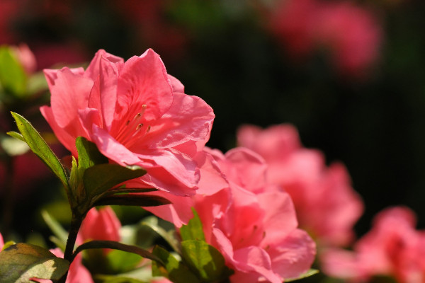 杜鵑花開花后怎么修剪，剪掉殘花和爛枝