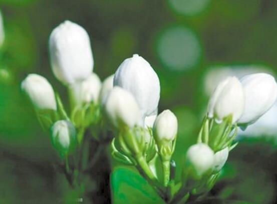 茉莉花爛根了怎么辦，換土換盆洗凈重新種植
