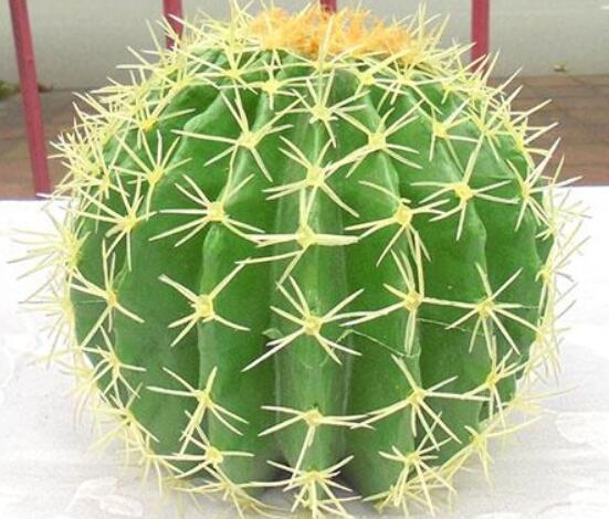 仙人球防輻射嗎，不能/只能防太陽(yáng)紫外線(光學(xué)輻射)