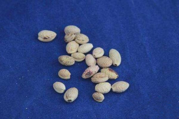 櫻花盆栽種植方法，每年的3-4月種植成活率最高