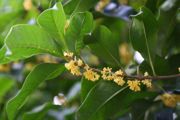 桂花樹怎么養才長得好