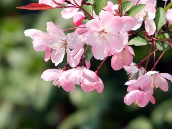 海棠花什么時候開花，盆栽海棠花花期多久