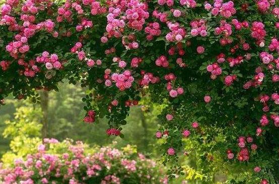 薔薇花冬天掉葉子是怎么回事，冬天掉葉子解決辦法