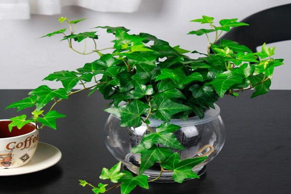 水培的常春藤怎么養(yǎng)生根快，常春藤水培生根秘訣