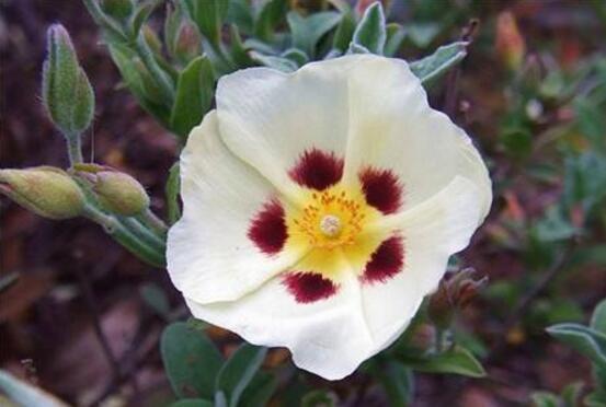 薔薇花圖片大全，細(xì)數(shù)薔薇花八種圖片大全