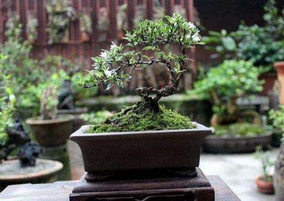 六月雪不發芽怎么辦,教你三種最直觀解決辦法