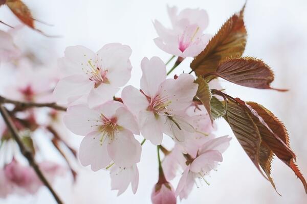 海棠花和櫻花的區別，觀察枝條、花朵很容易區分它們