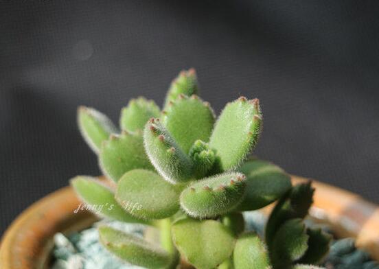 熊童子葉子發軟怎么辦，總結最實用三種解決方法