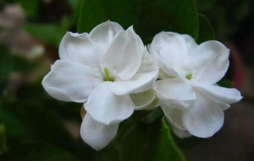 茉莉的花語，地區(qū)和數(shù)量不同代表的寓意也不同