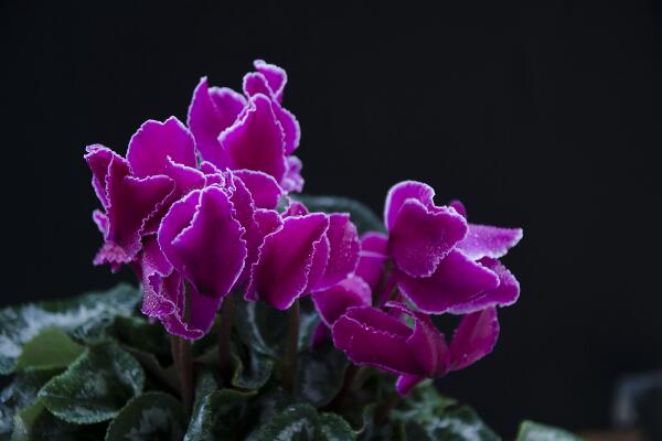 仙客來(lái)開(kāi)花后怎么處理，仙客來(lái)花后養(yǎng)護(hù)方法