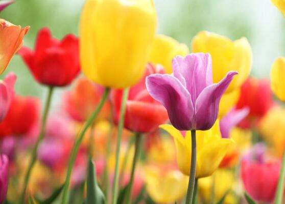 郁金香什么時(shí)候開花，每年3-5月開花