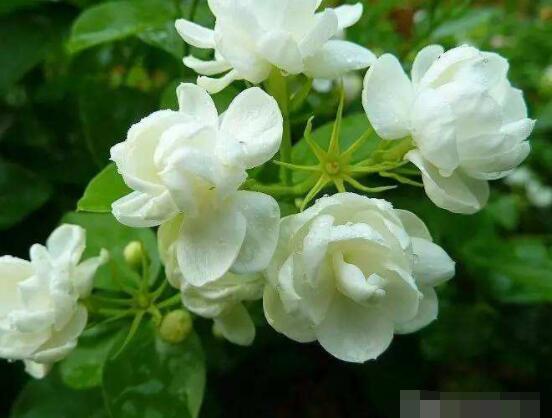 茉莉花掉葉子怎么辦，四種原因以及解決辦法