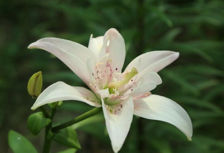 百合花寓意，不同的國(guó)家有著不同的寓意