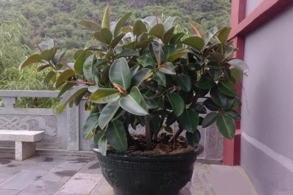 橡皮樹怎么施肥，要掌握以下施肥要點(diǎn)