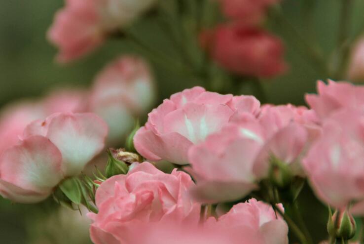 薔薇花怎么吃，可泡茶喝也可以煮魚湯一起吃
