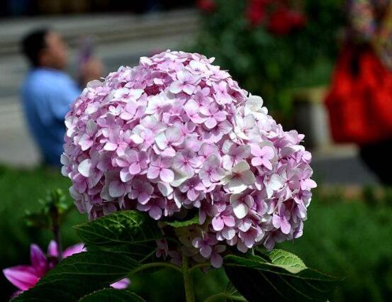 粉色繡球花花語，代表著美好回憶、期待愛情