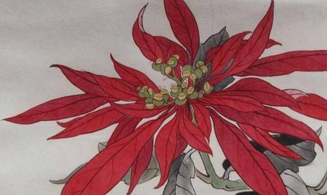 一品紅葉子掉光能活嗎，精心養(yǎng)殖是可以活的