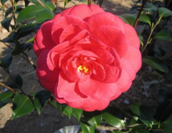 一品紅花怎么養， 做好七個要點生長的郁郁蔥蔥、紅紅火火