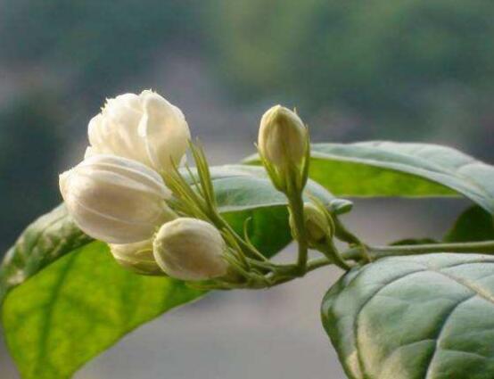 茉莉花爛根了怎么辦，換土換盆洗凈重新種植