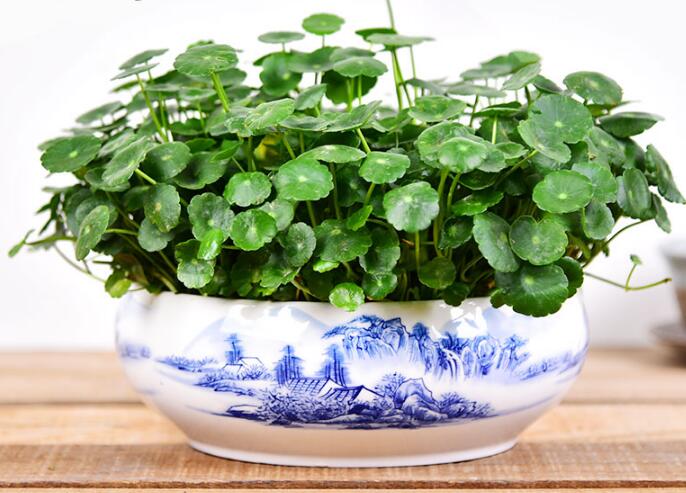 銅錢草怎么剪枝水培，剪成一根勤換水