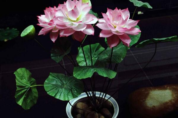 荷花能在室內(nèi)養(yǎng)嗎，可以在室內(nèi)養(yǎng)但要做好以下幾點
