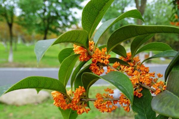 四季桂花的養(yǎng)殖方法，讓植株開花不斷的要點(diǎn)