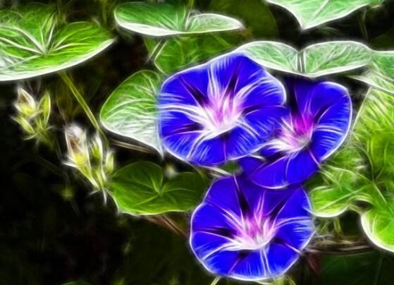 牽牛花的花語是什么，牽牛花代表著愛情、冷靜、虛幻、愛情永固