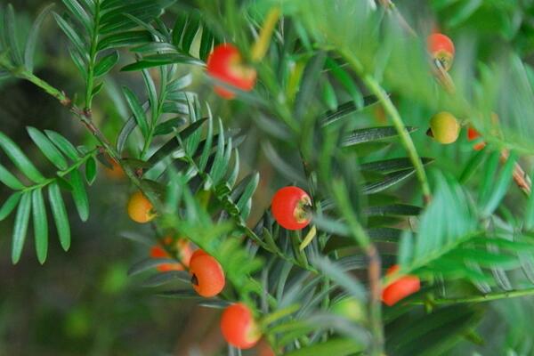 紅豆杉要公母同養嗎，只有公母同樣才能開花結果